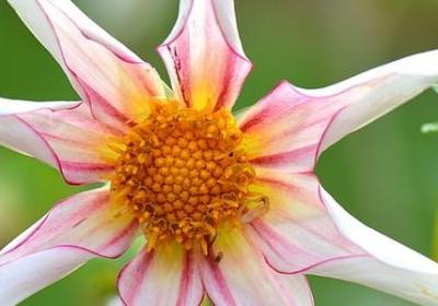 描写白的词语(必备60句)