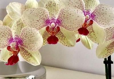 描写美的词语(必备80句)