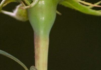 描写植物的词语有(实用41句)