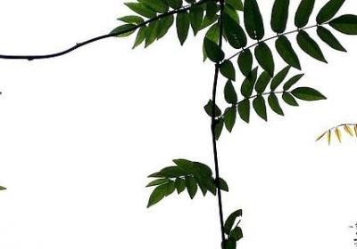 讽刺人的词语(实用10句)