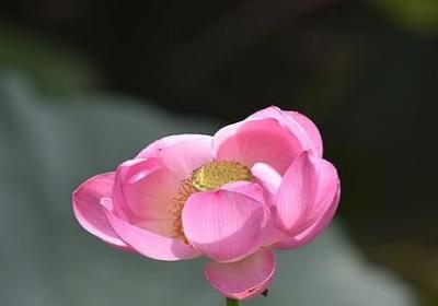 钉组词有哪些词语(汇总10句)
