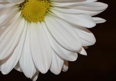 描写菊花的词语和句子(实用21句)