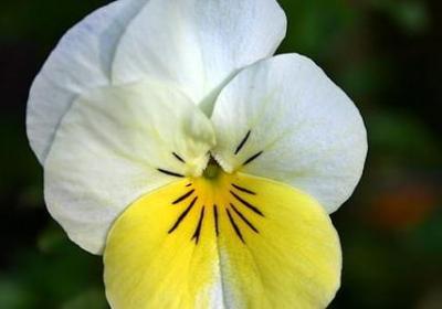 描写眼睛的词语(优选41句)