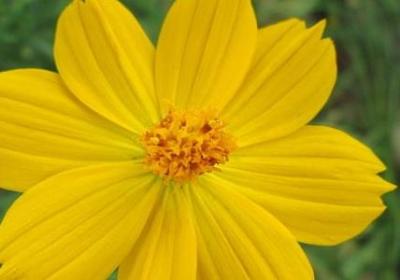 描写鲸鱼的词语(81句)