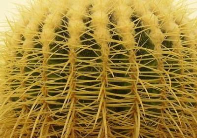 描写老虎的词语(必备81句)