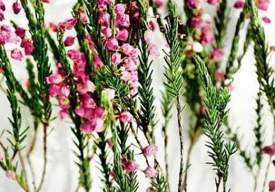 旁多音字组词语(40句)