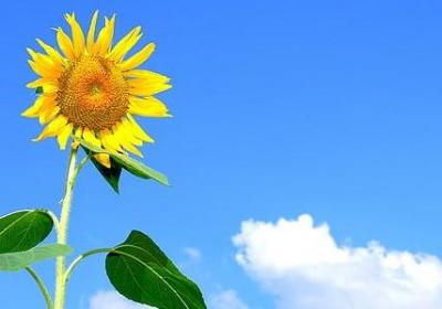 日初是词语吗(通用7句)