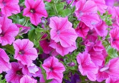 搞笑的广告词语(实用40句)