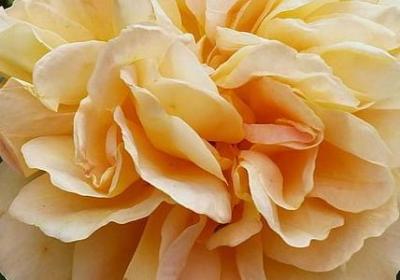 描写春节的词语(优选51句)