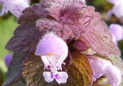 描写读书的四字词语(推荐40句)