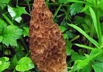 描述咖啡的词语(热门51句)