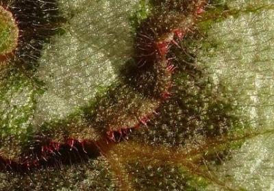 祝妈妈生日快乐的词语(精选80句)