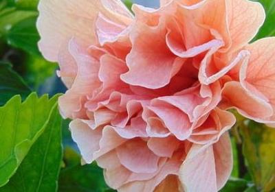 落花生四字词语(通用10句)