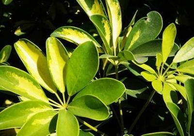 行动所留的痕迹词语(共52句)