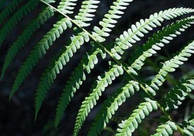阴沉沉照样子写词语(实用10句)