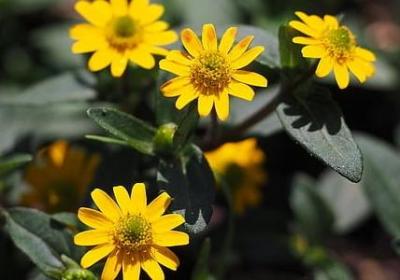 撞的四字词语(汇总60句)