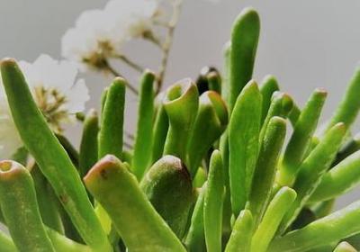 描写鲸的词语(推荐40句)