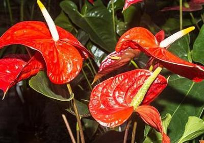 新鲜感的词语(汇总49句)