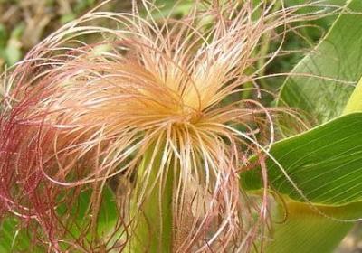 描写树的词语四字词语(共80句)