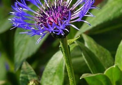 描写橙色的词语(34句)