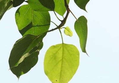 种什么填合适的词语(必备50句)