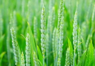 描写泡泡的词语(通用51句)