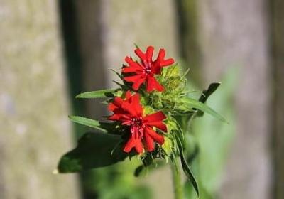 描写高兴心情的词语(优选41句)