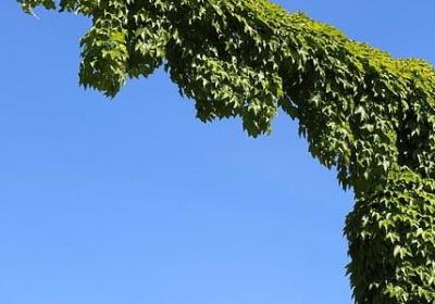 描写马的词语(通用61句)