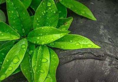 日能组什么词语(必备40句)