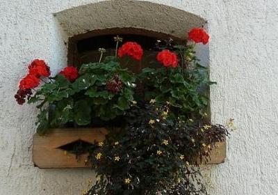 描写树枝的词语(汇总60句)