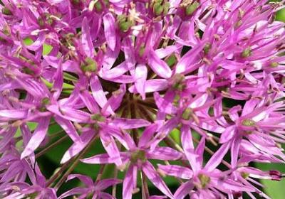 揣能组什么词语(必备50句)