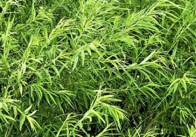 表达心情好的词语(80句)