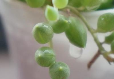 镜怎么组词语(实用60句)