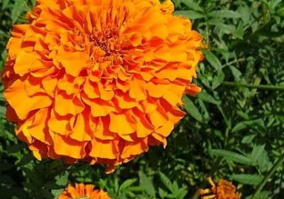 描写春天的两字词语(共54句)