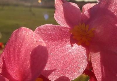蜻能组什么词语(必备20句)