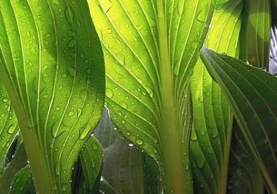 描写数量多的词语有哪些(通用10句)