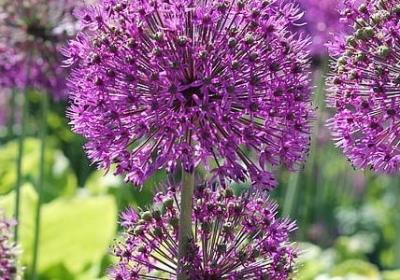 新的词语有哪些(精选40句)