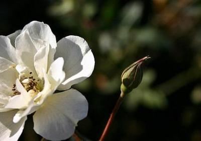 易组词四字词语(优选50句)