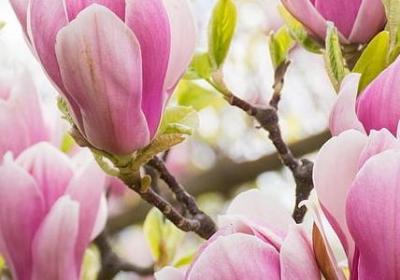 描写月亮的诗句和词语(汇总50句)