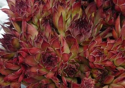 摇摇头类似的词语有(优选56句)