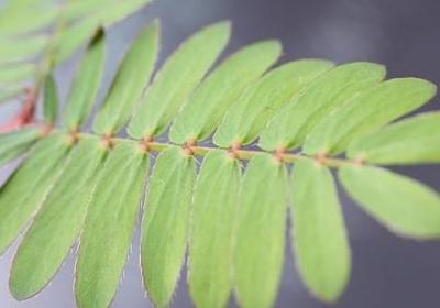 明月东升照样子写词语(通用70句)