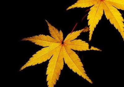 满意词语接龙(合集70句)