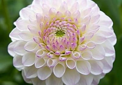 描写猴子的词语(共51句)