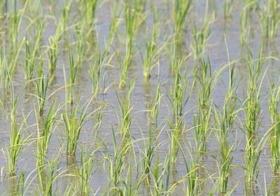 描写眼镜的词语(合集61句)