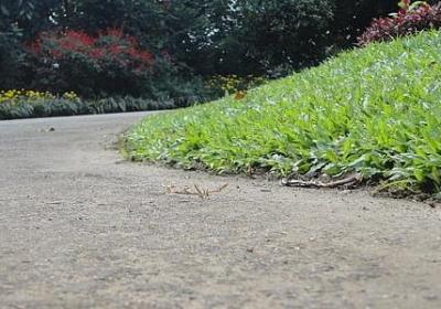 昌组词有哪些词语有(推荐51句)