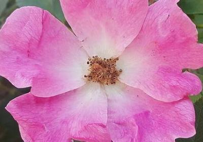 描写桥的词语(通用41句)