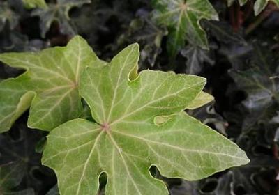 描写风的词语有(热门8句)