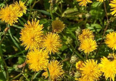 描写鼠的词语(汇总16句)