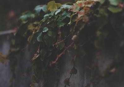 描写精神集中的四字词语(合集80句)