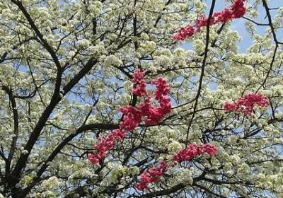 撑怎么组词语(汇总50句)